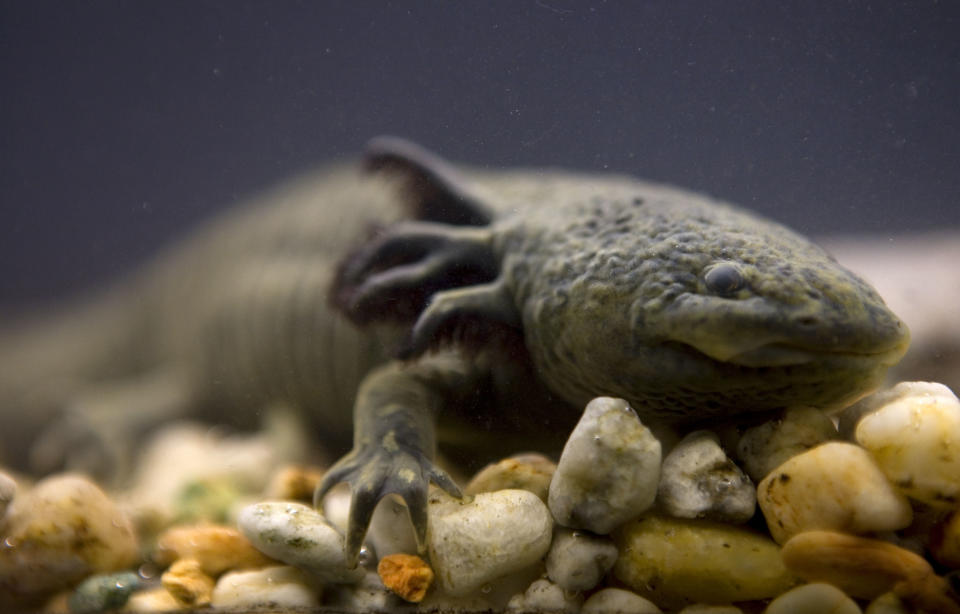 FILE - In this Sept. 27, 2008 file photo, a salamander-like axolotl, also known as the "water monster" and the "Mexican walking fish," swims in a tank at the Chapultepec Zoo in Mexico City. The axolotl may have disappeared from its only known natural habitat, Mexico City's Lake Xochimilco. Biologist Luis Zambrano of Mexico’s National Autonomous University said Tuesday, Jan. 28, 2014, the most recent three-month attempt to net axolotls found not one of the creatures. (AP Photo/Dario Lopez-Mills, File)