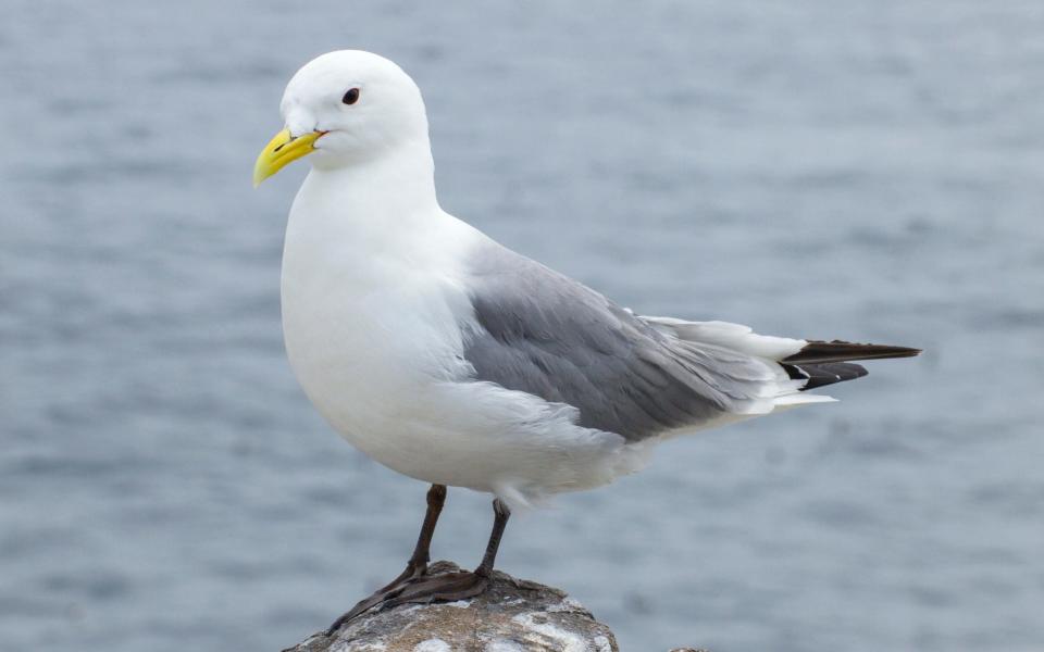 Kittiwakes used to be commonplace on British coasts but have dropped dramatically in recent years  - www.alamy.com