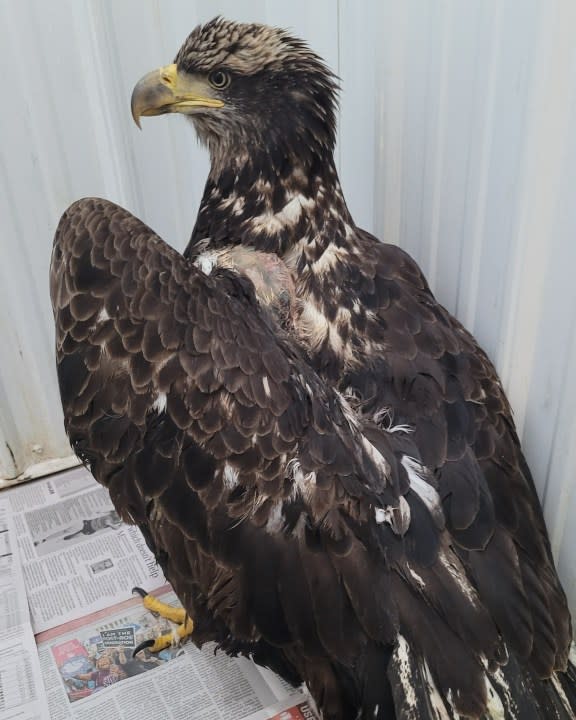 This photo was taken after the eagle’s surgery. The surgery area can be seen at the top of her wing. (Photo courtesy of Melissa Jordan)