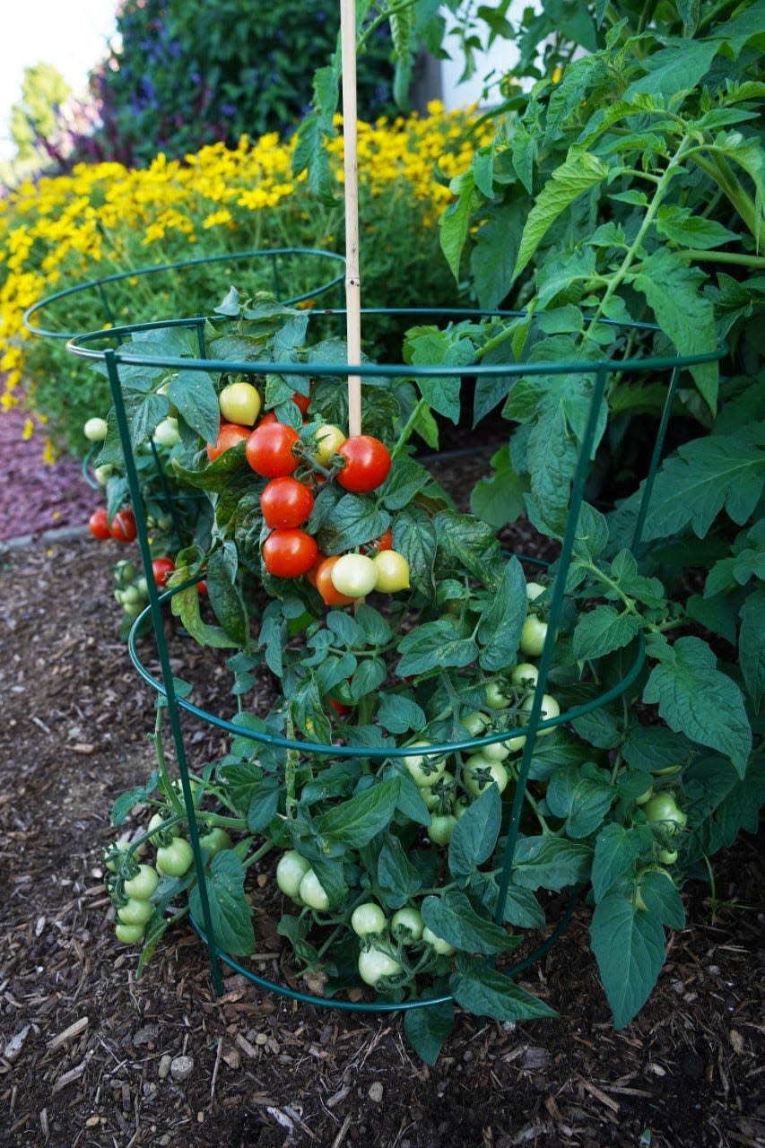 Goodhearted is an award-winning tomato looking good and ready in this landscape or should we say foodscape.