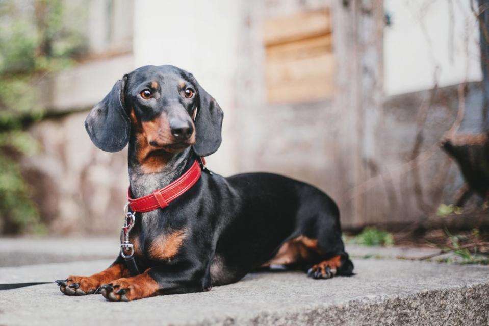Dachshunds were originally bred in 15th-century Germany. Getty Images/iStockphoto