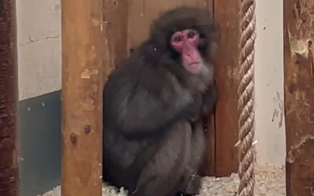 Honshu was caught by keepers after a member of the public spotted it snacking at a bird feeder in a garden