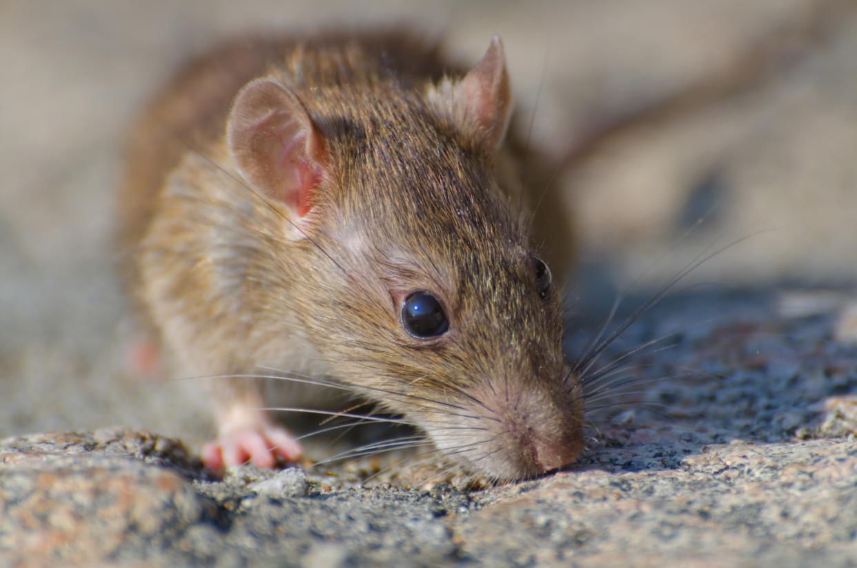 Wie kam die Ratte in den Fahrkartenautomaten? (Symbolbild: Getty Images)