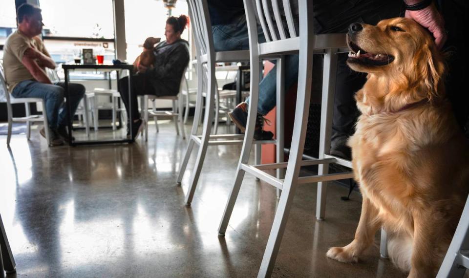 Dogs are welcome indoors and out at Top Down Brewing Co. in Sumner. Lucy the golden retriever gets pets from owner Marty Brown of Bonney Lake on Wednesday, April 5, 2023.