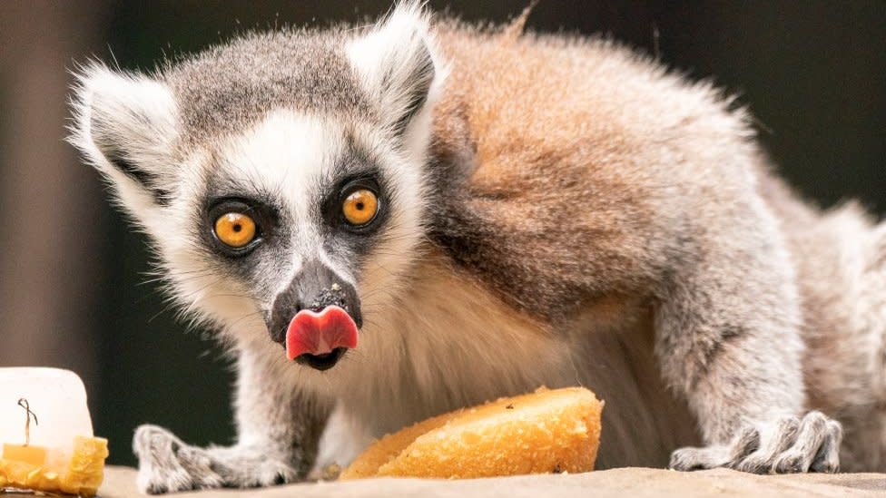 Lemur