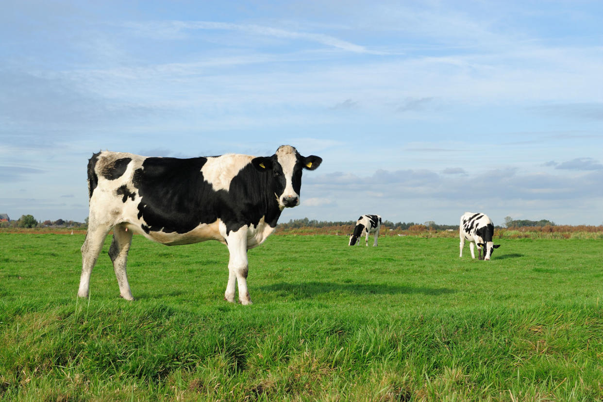 Cows in a meadow Getty Images/VLIET