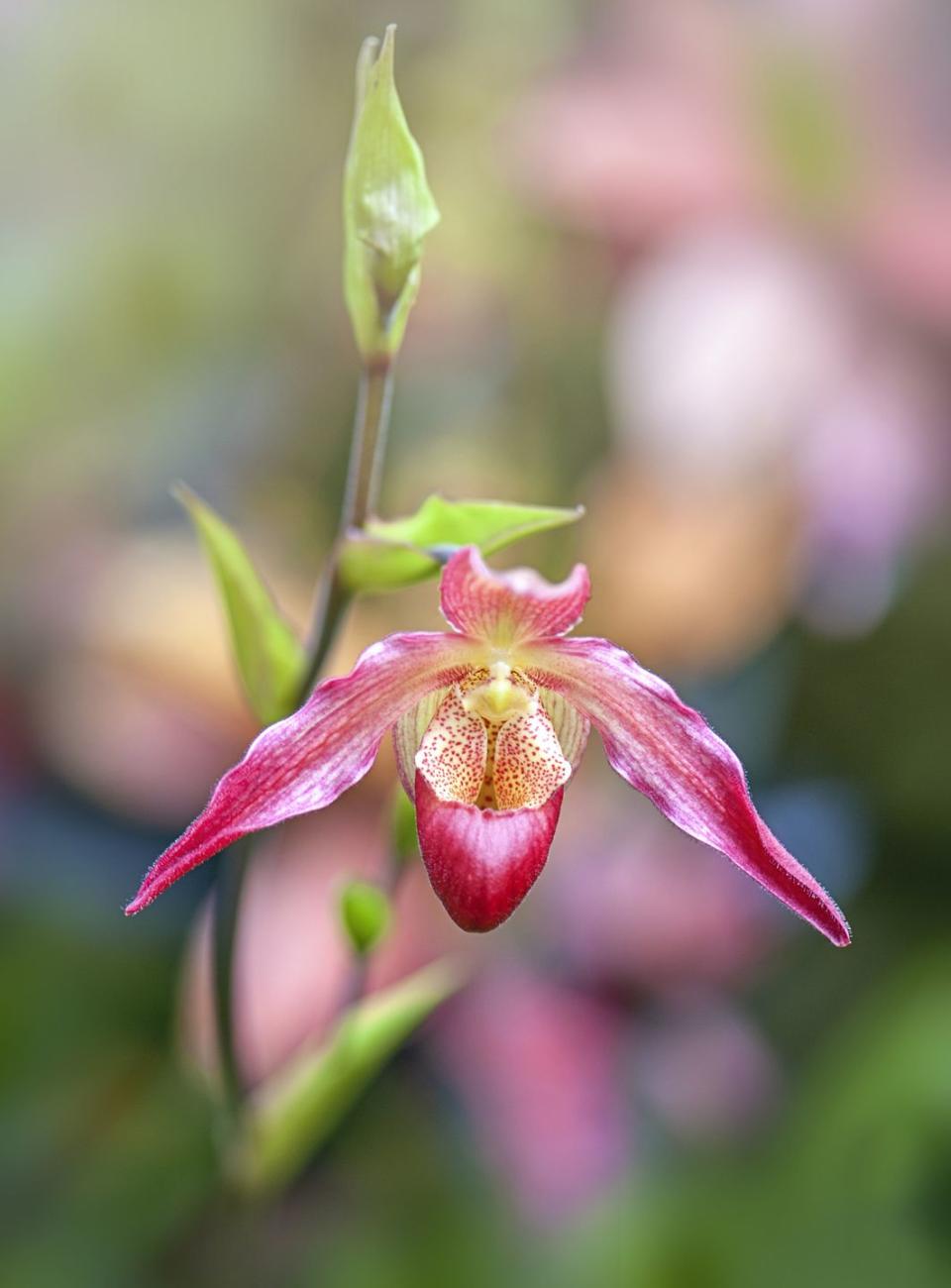 paphiopedilum lady slipper orchids