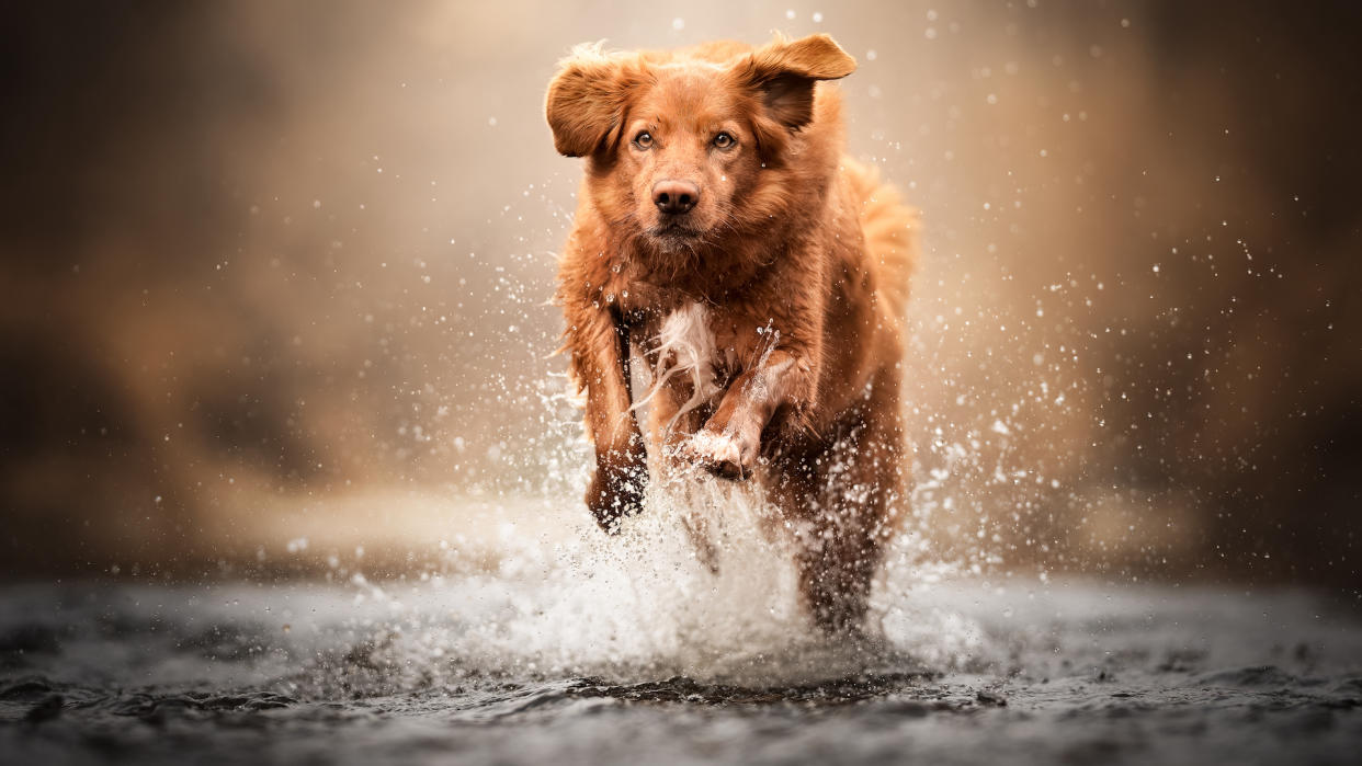 Nova Scotia duck tolling retriever splashing through water