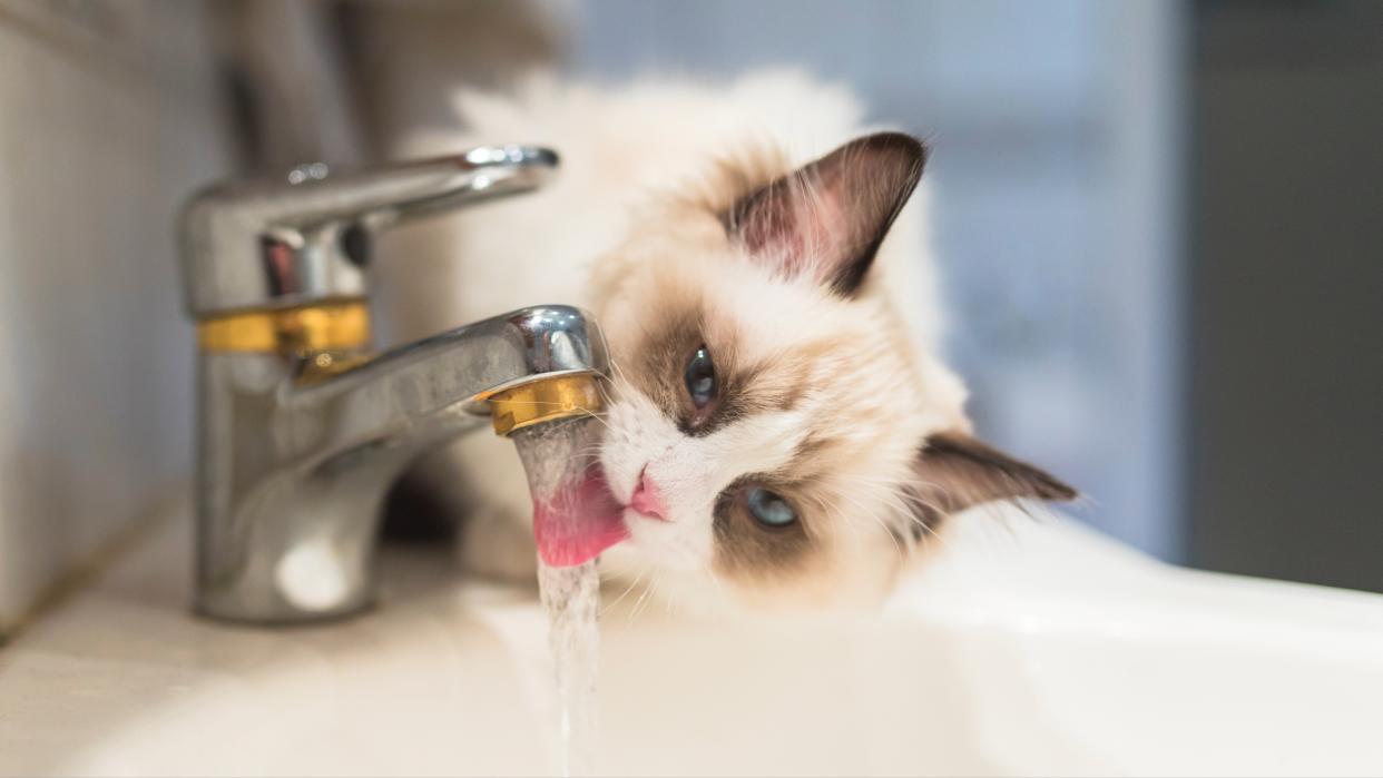  A ragdoll kitten drinking running water from the faucet in the bathroom. 