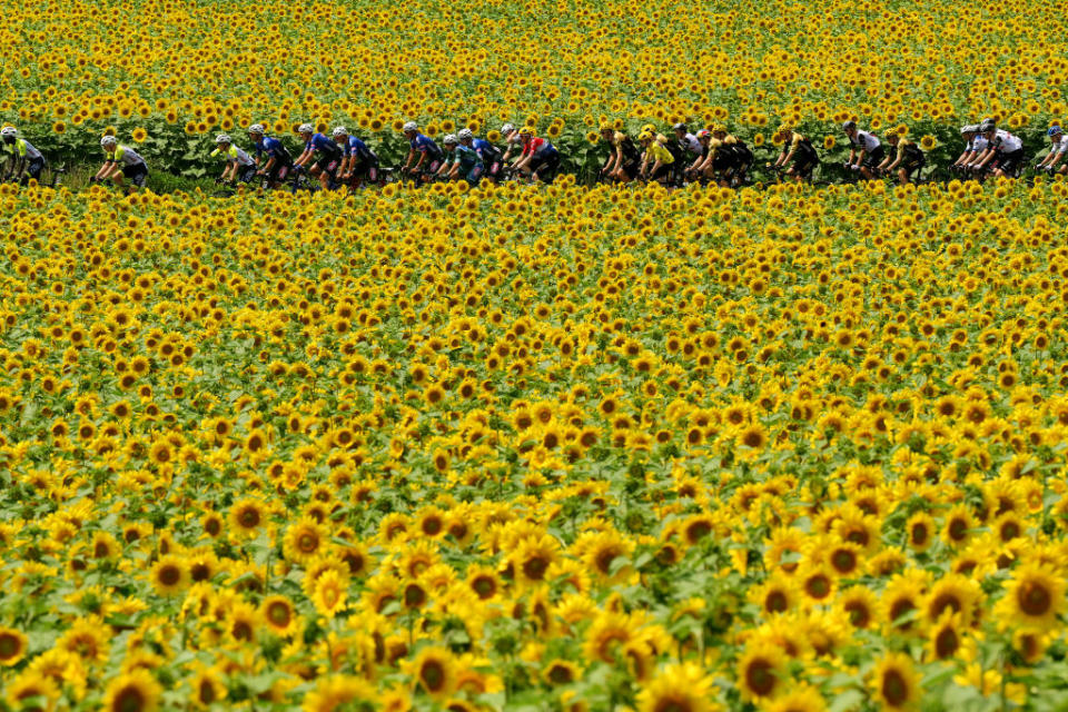 LIMOGES FRANCE  JULY 08 A general view of the peloton passing through a sunflowers field during the stage eight of the 110th Tour de France 2023 a 2007km stage from Libourne to Limoges  UCIWT  on July 08 2023 in Limoges France Photo by David RamosGetty Images