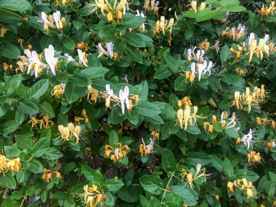 Honeysuckle flowers. (Photo courtesy/Getty Images)