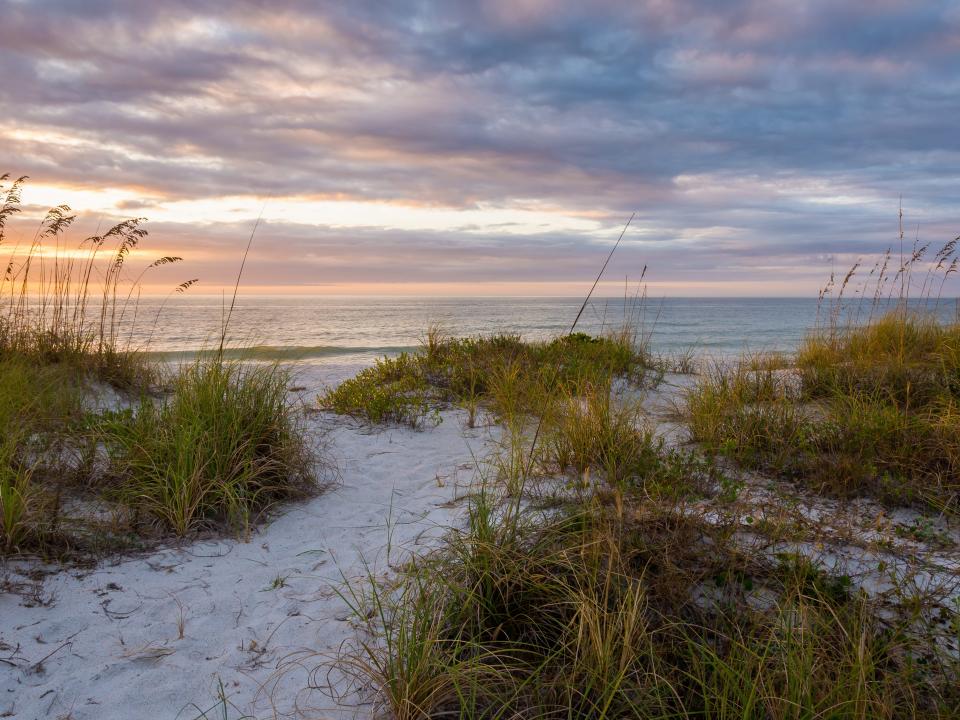 Grassy sand dunes at dusk in Clearwater Beach, Florida.