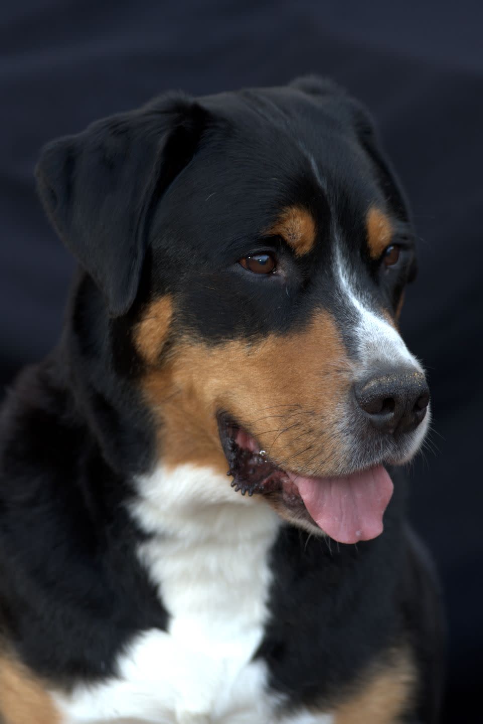 greater swiss mountain dog