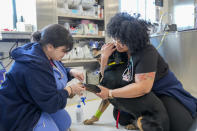 Members of the surgical team draw blood from Aris, a Rottweiler mix seeing eye dog, in the surgery prep room at the Schwarzman Animal Medical Center, Friday, March 8, 2024, in New York. (AP Photo/Mary Altaffer)