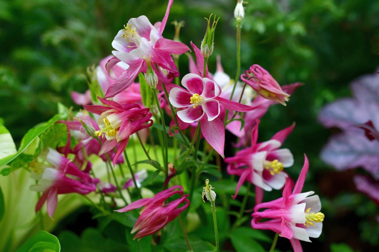 summer flowers like columbine