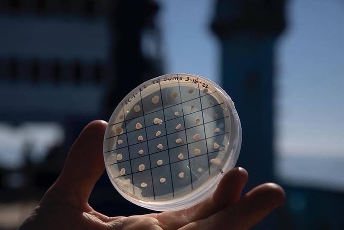 An agar plate filled bacteria sampled from a white shark the OCEARCH team caught and released for research purposes. University of South Carolina - Beaufort students were part of a May 2022 expedition through OCEARCH.