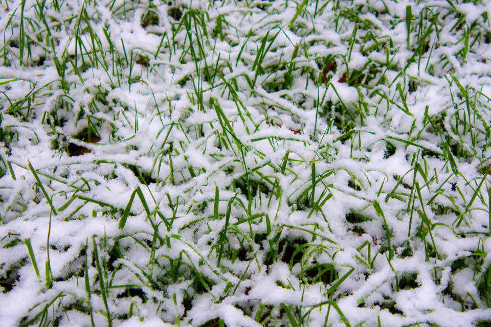 Frozen and snow covered lawn and grass during winter