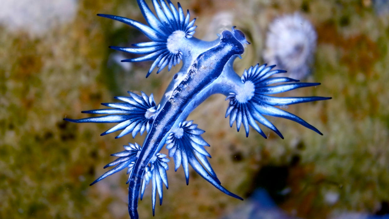  A blue dragon nudibranch floats near the surface of water with a blurred background of the rock covered floor beneath it. 