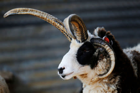 A Jacob sheep stands in its barn in Ramot Naftali, Israel, February 21, 2018. Picture taken February 21, 2018. REUTERS/Amir Cohen