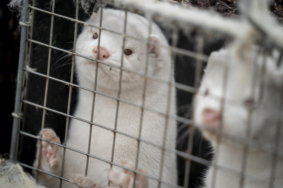 Nerze in Dänemark stehen in ihren Käfigen. Mittlerweile wurden alle Pelztiere auf mit dem Coronavirus befallenen Nerzfarmen getötet. Foto: Mads Claus Rasmussen / Ritzau Scanpix / AP / dpa