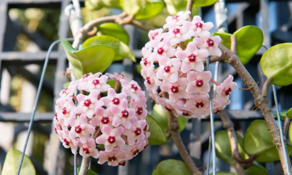 White Flower Hoya carnosa