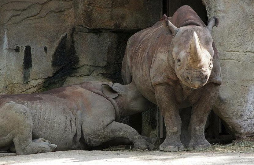 Seyia the rhinoceros lets her baby, Kendi, nurse at the Cincinnati Zoo & Botanical Garden. (Photo: Cincinnati Zoo & Botanical Garden via Facebook)