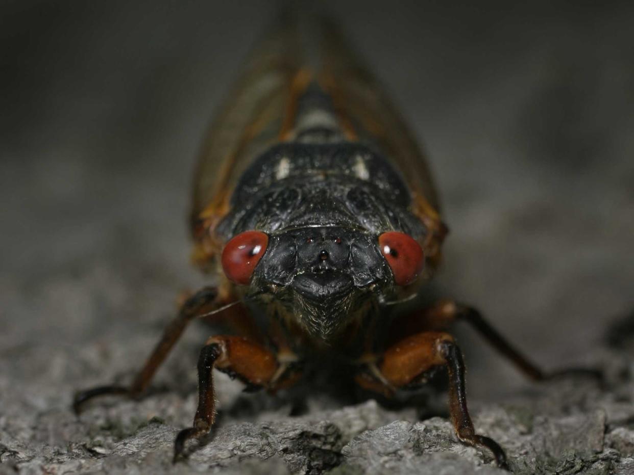 <p>Concerns about cicadas have caused a Washington, DC wine bar to close for a month</p> (REUTERS)