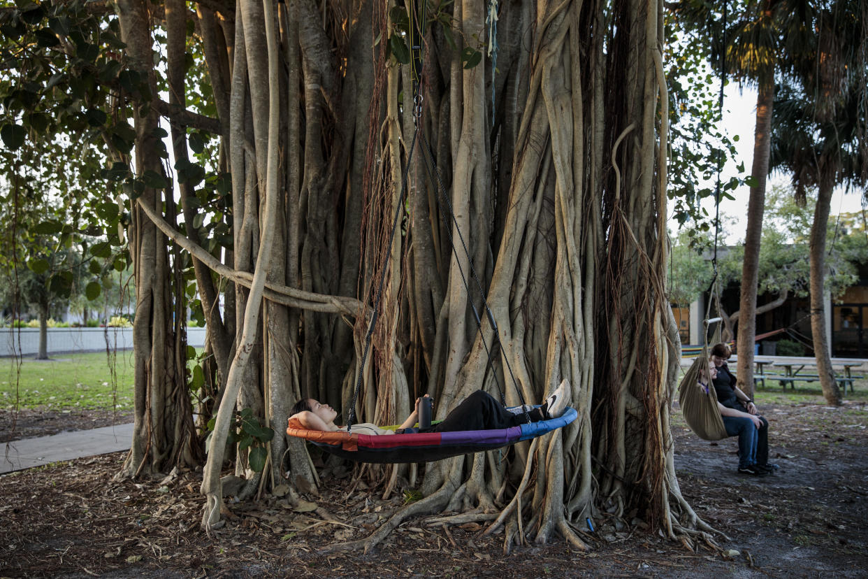 Un baniano gigante, equipado con múltiples columpios y hamacas, en el campus del New College of Florida, en Sarasota, Florida, el 25 de enero de 2023. (Damon Winter/The New York Times)