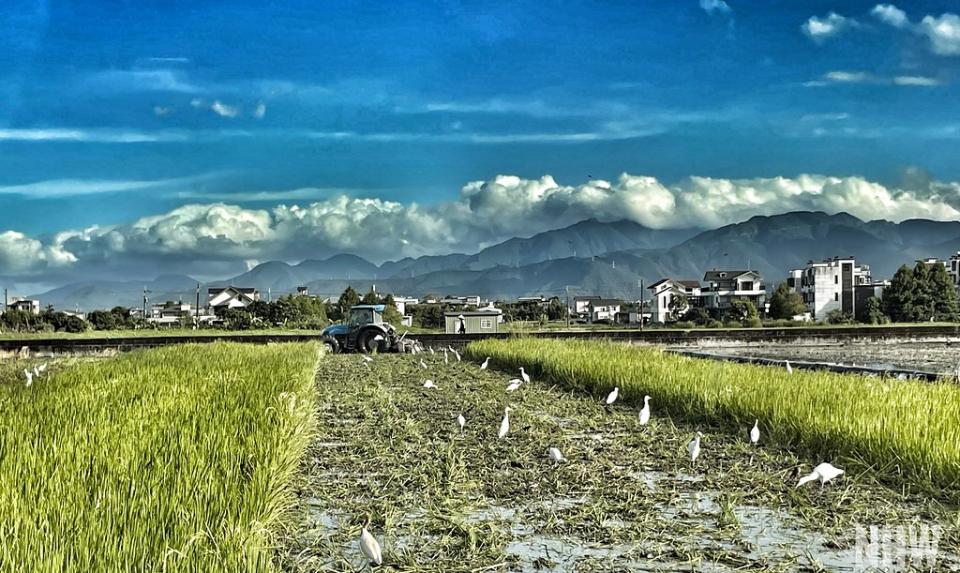2022暑假的宜蘭水稻田。攝影：王迺卉
