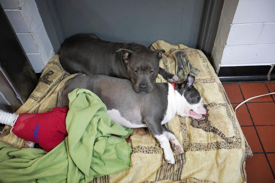 Roland, top, comforts Luna, a patient at Gahanna Animal Hospital, coming out of surgery, on Dec. 3.