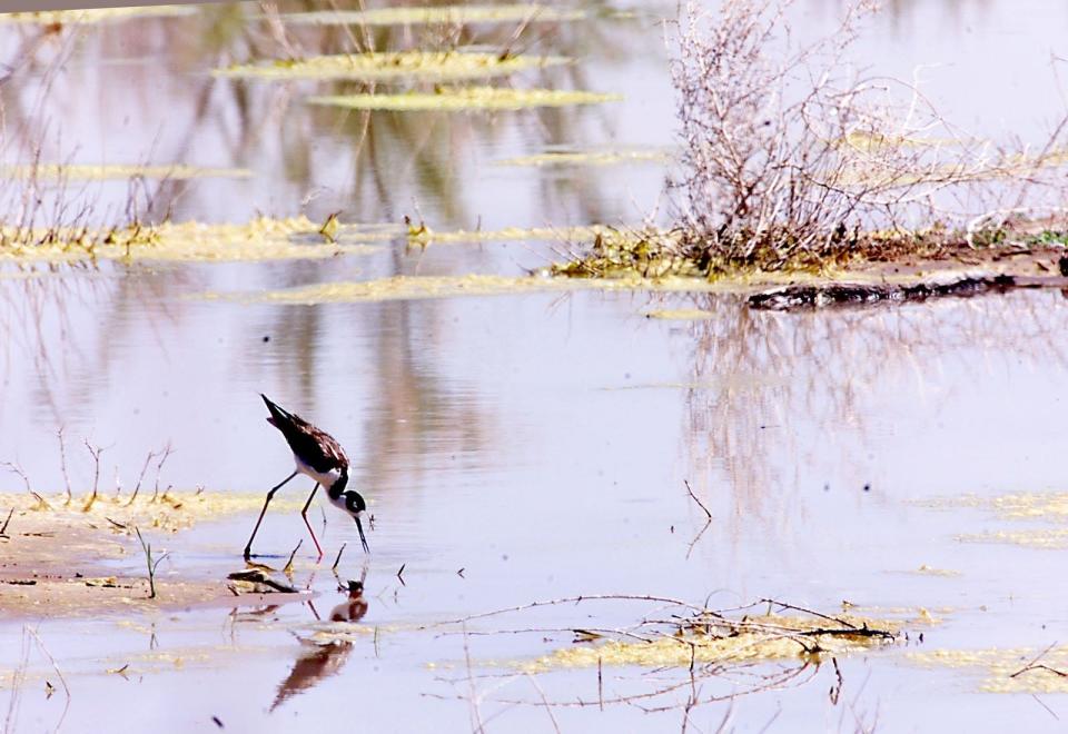 A black necked Stilt searched the water at the Rio Bosque Wetlands Park for food May 7, 2000.