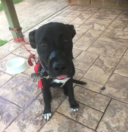 A dog with its mouth taped shut was seized from a Marsden property. Source: RSPCA Queensland