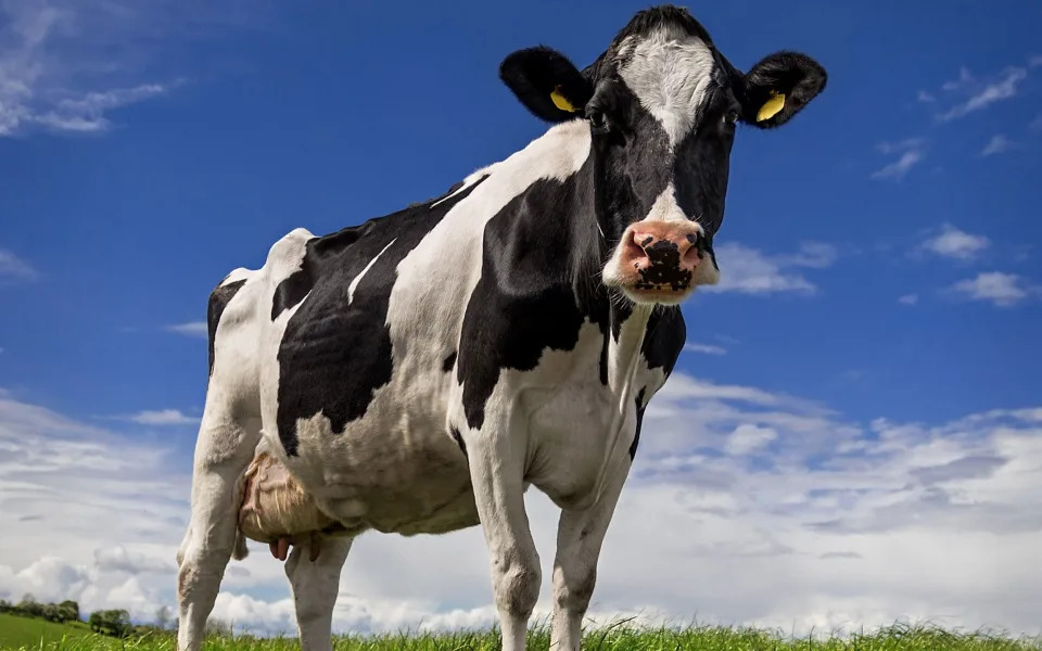 Una vaca lechera Holstein en una granja lechera en Irlanda del Norte.  Esta granja produce leche de calidad para consumidores en el Reino Unido y más allá.  -Alan Hopps