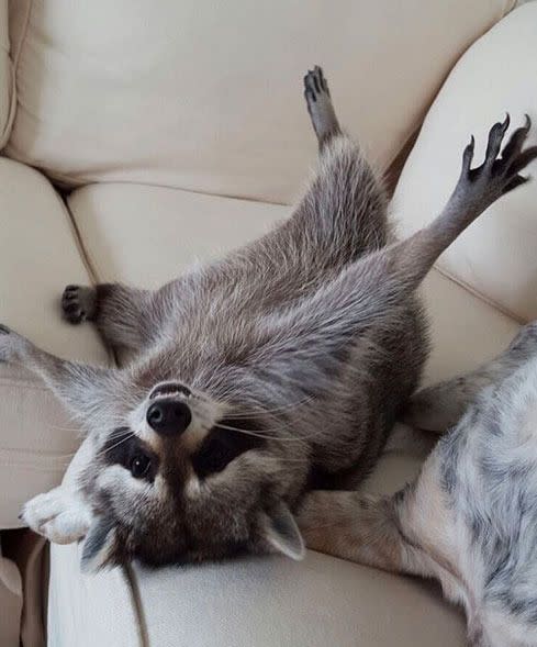 The raccoon has an unbelievable friendship with the family dogs.