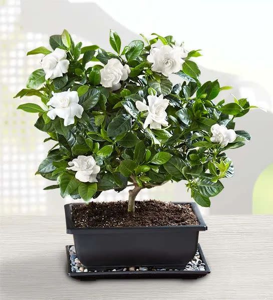 Gardenia Bonsai