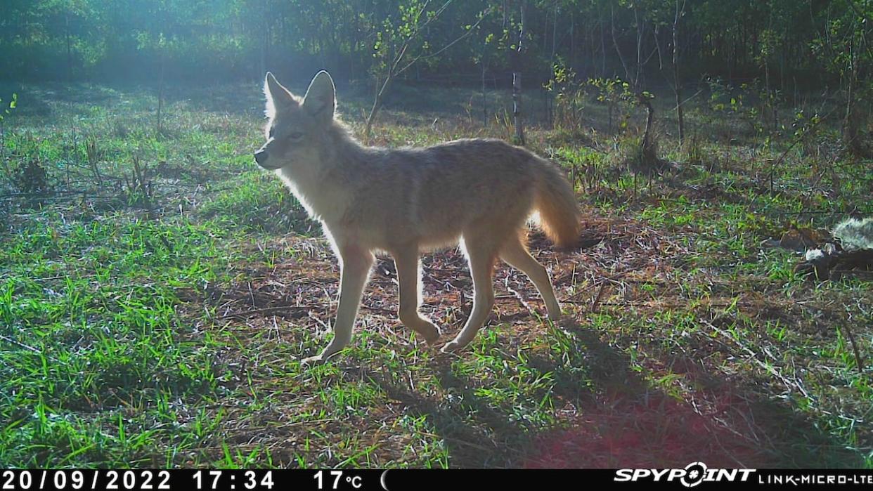 A coyote near a carcass is captured on a trail camera in 2022. (Submitted by Shari Forbes - image credit)