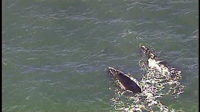 Right whales are usually found in the north Atlantic, but they head towards Florida in the winter to give birth.