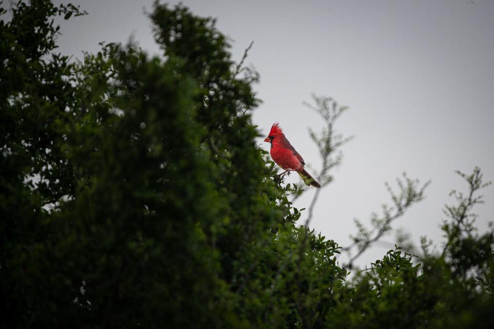 A male cardinal perches on a branch at Oso Bay Wetlands Preserve on Thursday in Corpus Christi.