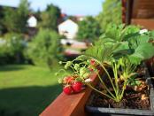 <p>There are several easy ways to plant strawberries on your balcony. </p><p>For the best results, the experts say, ‘use only 20cm of special strawberry compost, or use a pot which has been specifically designed for strawberry plants. Those with a smaller balcony should try <a href="https://www.housebeautiful.com/uk/garden/plants/g28605157/hanging-basket-plants/" rel="nofollow noopener" target="_blank" data-ylk="slk:hanging baskets;elm:context_link;itc:0;sec:content-canvas" class="link ">hanging baskets</a> and ensure to give the strawberries at least 30cm of depth and width to grow'.</p>