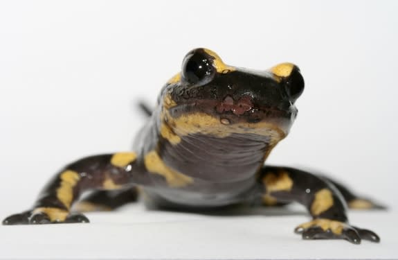 A fire salamander (<em>Salamandra salamandra</em>) showing skin lesions due to a severe infection with the fungus <em>B. salamandrivorans</em>.