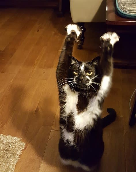 So, this adorable cat keeps putting its arms in the air and no one knows why but it’s the best thing ever
