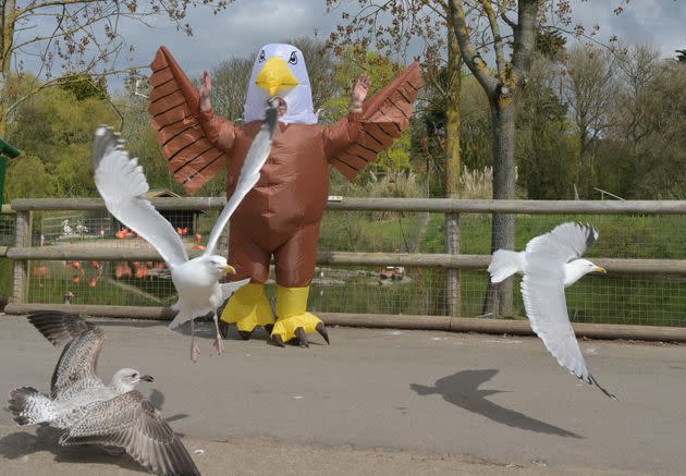 A seagull deterrer in action.