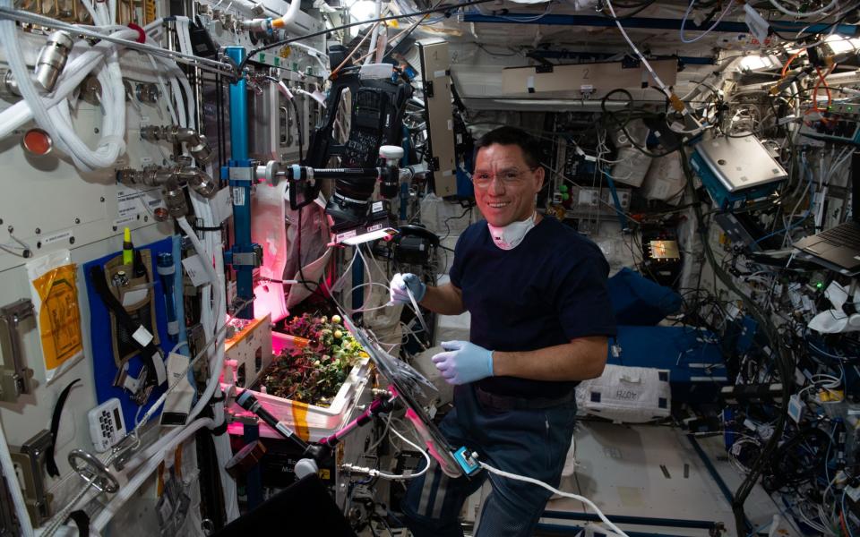 Frank Rubio checks the first space-grown tomato plants on the International Space Station