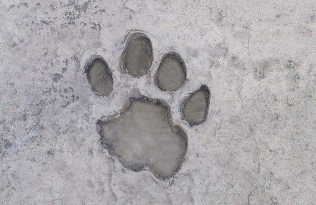 <p>Getty</p> A stock photo of a dog's paw print