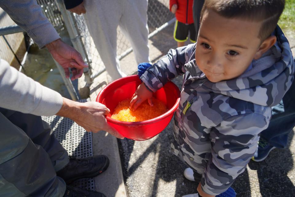 Benjamin John Gordon, 4, of Racine, touches chinook salmon eggs at Root River Steelhead Facility in Racine. The facility, which supplies the state hatchery system with eggs and milt to produce salmon and trout for stocking in Lake Michigan, held an open house Oct. 8.