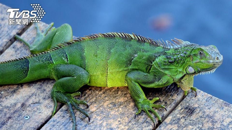 綠鬣蜥背部有利刺和尖爪。（圖／達志影像美聯社）