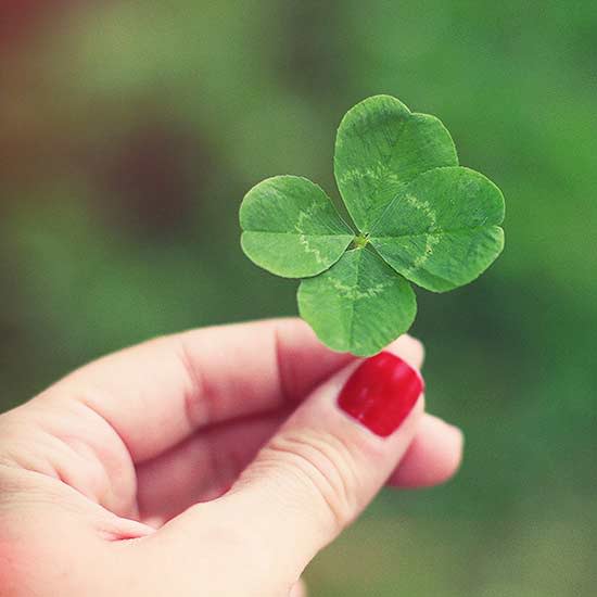 Four Leaf Clover Day, August 2 Holiday. Shamrocks.