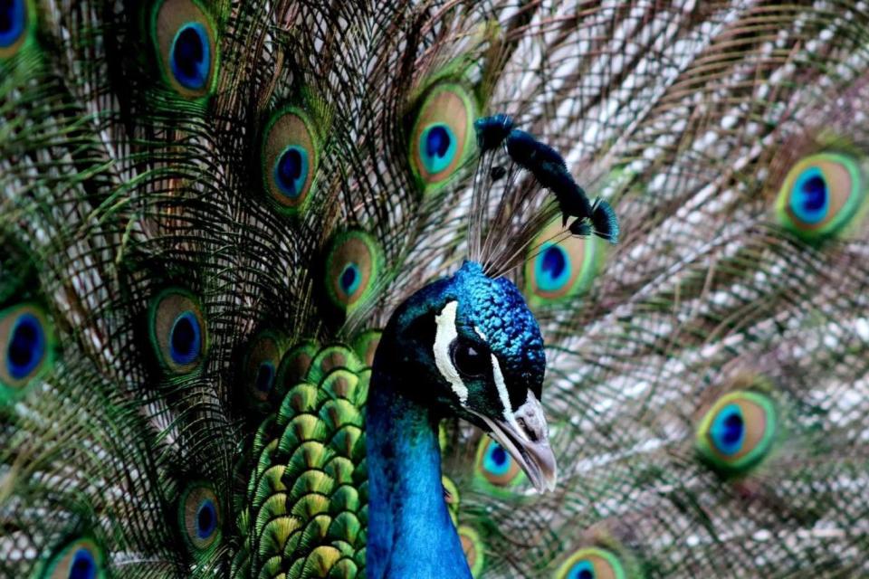 Peacock