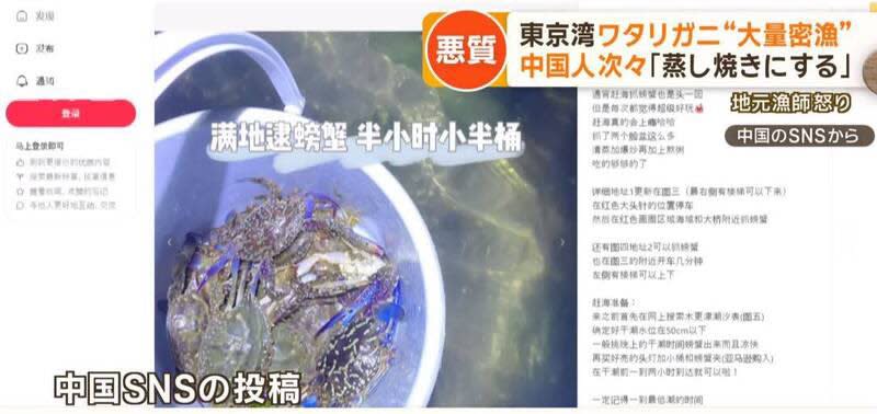 口嫌體正直？中國漁民擅闖東京灣「盜撈梭子蟹」日漁民氣炸批：別來亂