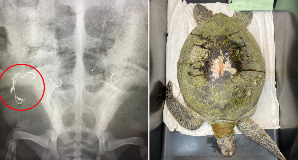 X-ray showing fish hook inside turtle's stomach. 